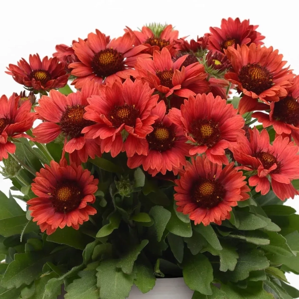 Gailardia Mesa™ Red – kwitnący bukiet
